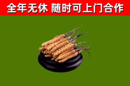 杭州回收冬虫夏草