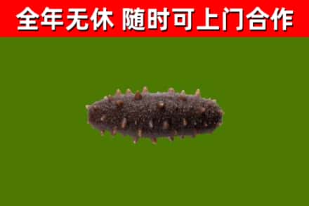杭州回收海参干